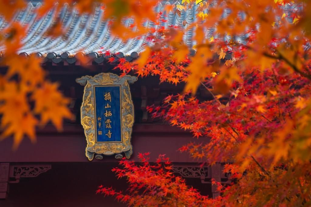 南京栖霞山红枫