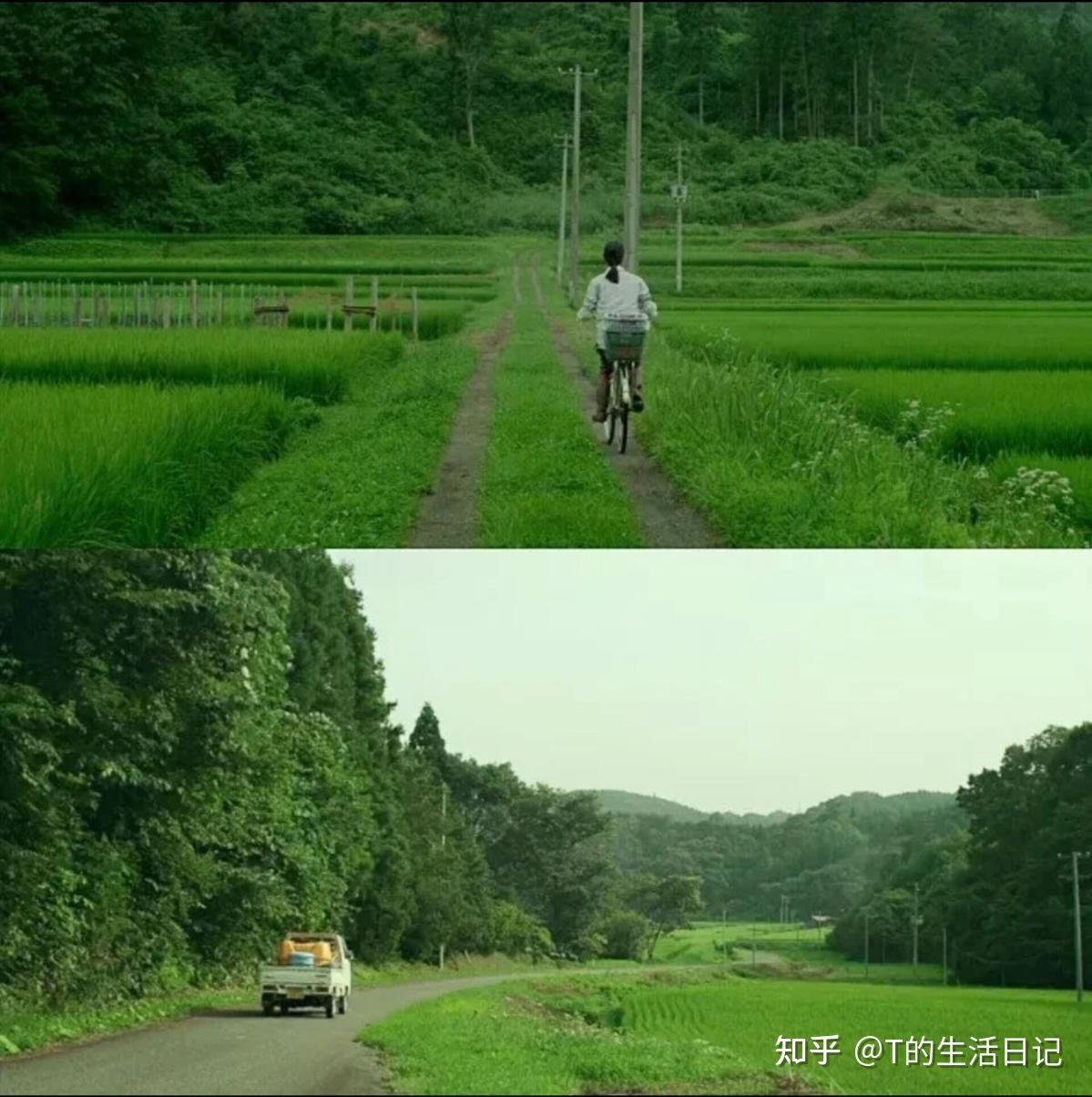 上图骑车穿行稻田，下图货车行驶在乡间公路