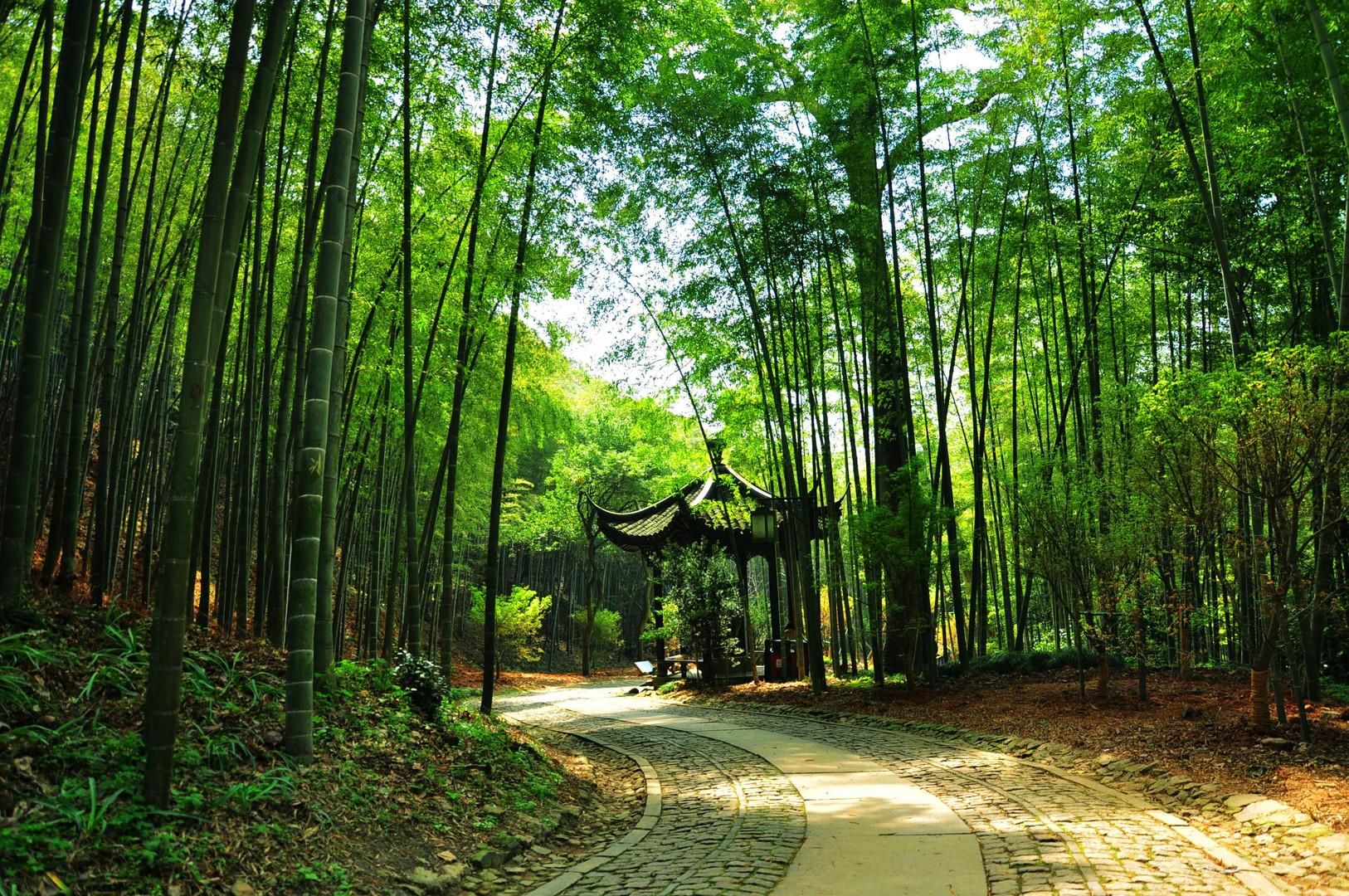 云栖竹径的竹林步道